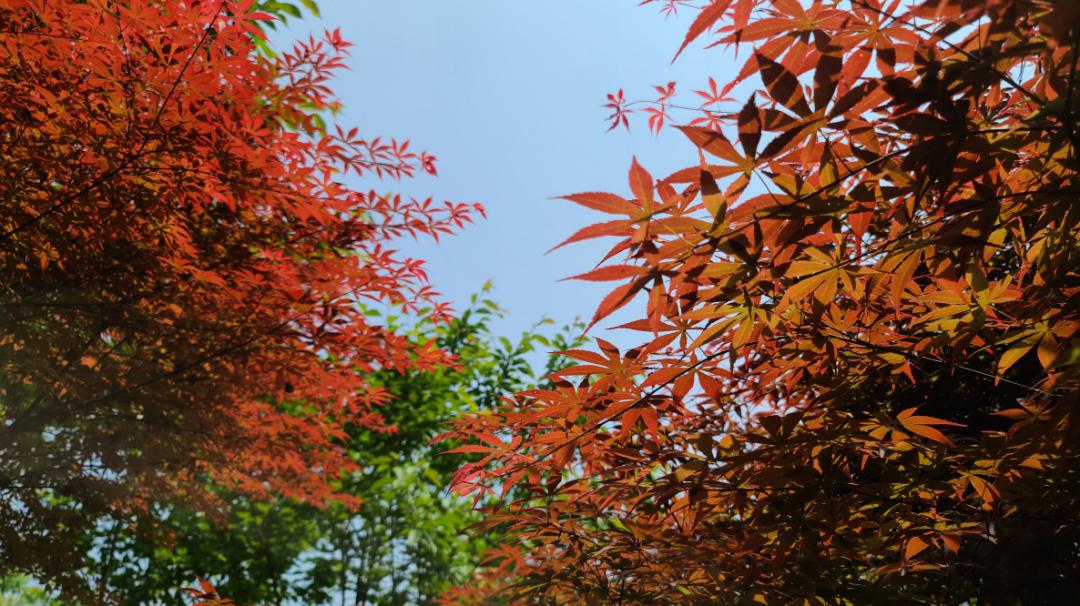 柒月麓山位于绵竹市九龙镇太平村 这里自然环境风光秀丽 植被茂盛