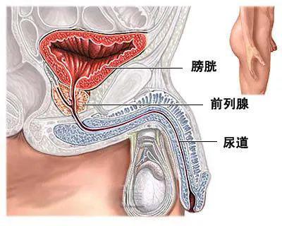 前列腺