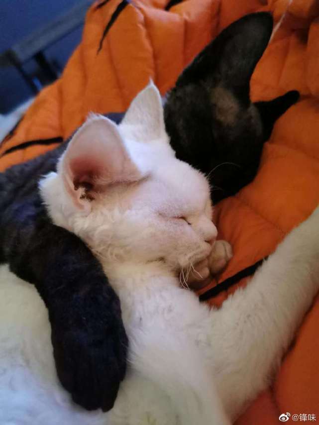 f3758dcbcad34155a3bf097b42179141.jpeg