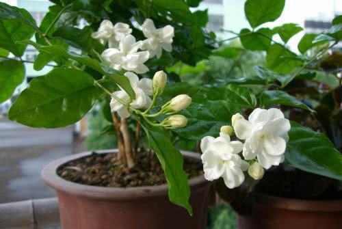 茉莉怎样修剪才开花 f8f89df4eaca4ed39dd875b9faa8c23b.jpeg