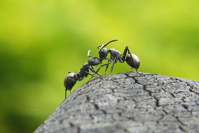 无敌的红火蚁谁能阻挡这种黑蚂蚁或有希望