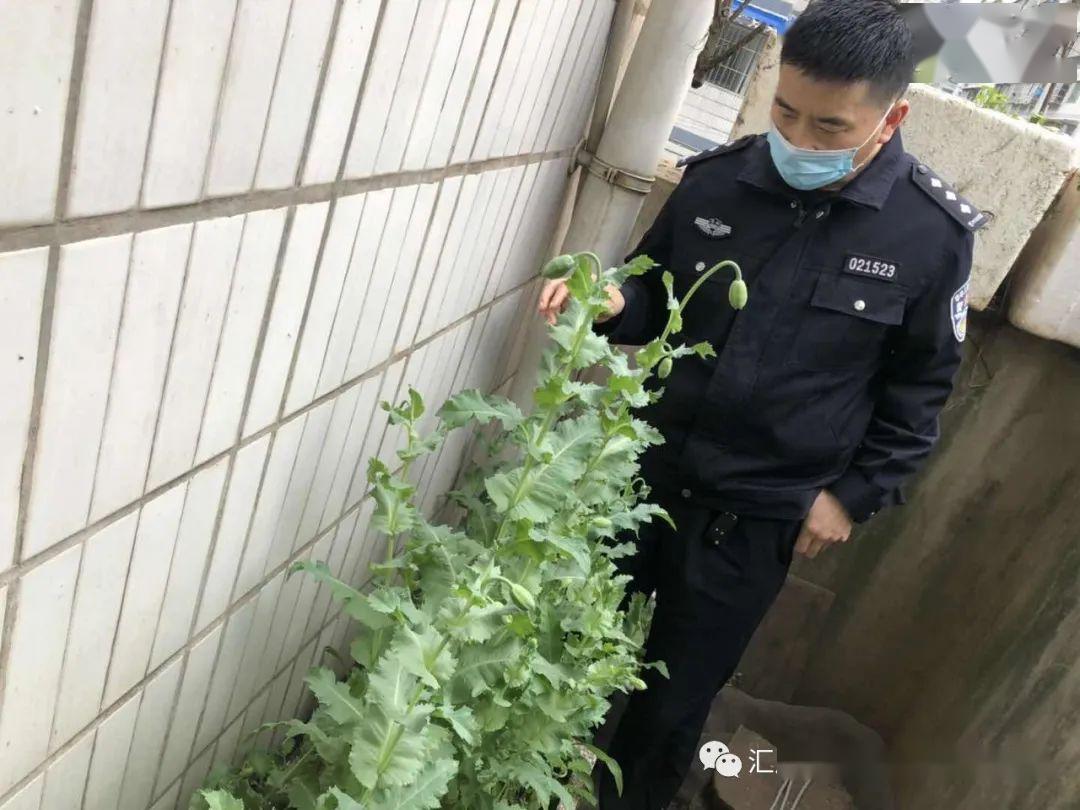 高桥派出所查处一起非法种植毒品原植物案件