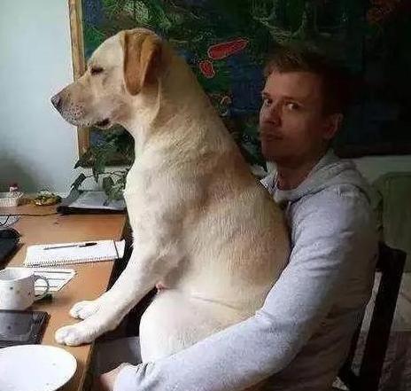 怎么看小狗狗体型大小 0422bddfb2df4138b51f0f0f8a5c5c81.jpeg