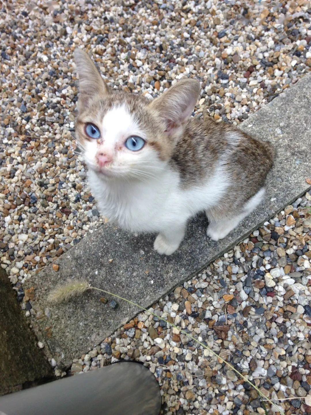 没想到，领养一只流浪猫…竟然这么香！