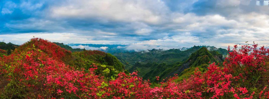 秀山之春丨这里藏着一个赏花胜地,漫山遍野映山红!