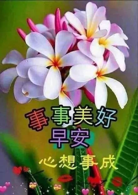 漂亮鲜花早安图片,早上好精美微信祝福语