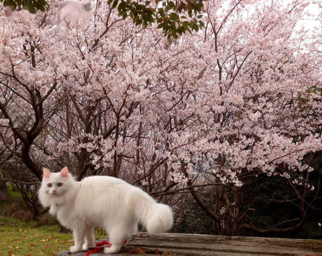 没想到，领养一只流浪猫…竟然这么香！