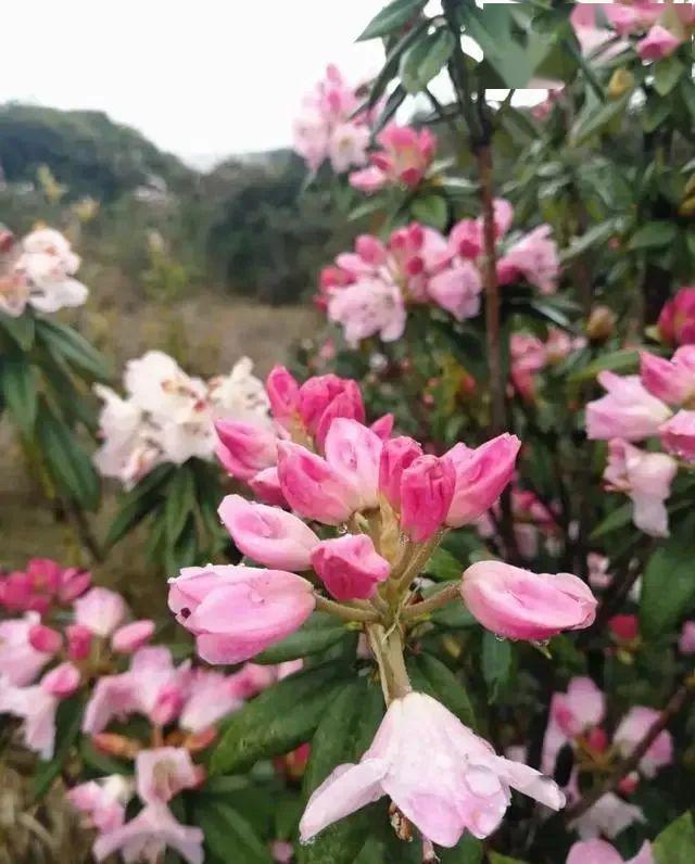 【赏花】周末,到新平磨盘山赴一场杜鹃花的盛宴吧
