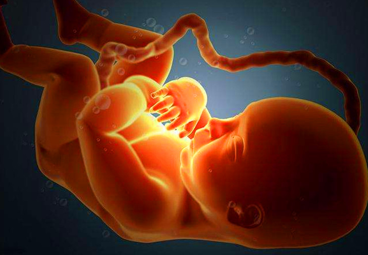 孕期这两个阶段,是胎儿脑部发育关键期,孕妇要及时补充营养