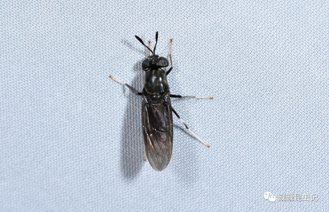 【虫谱大观】水虻科 stratiomyidae