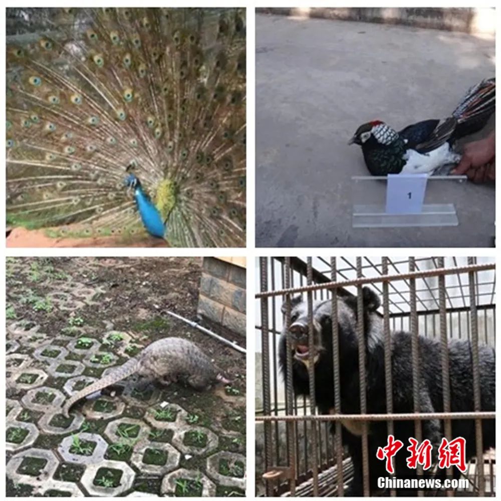 恒行平台首页全面禁食野生动物后 “他们”和“它们”该何去何从?(图4) 恒行平台首页全面禁食野生动物后 “他们”和“它们”该何去何从?(图4)