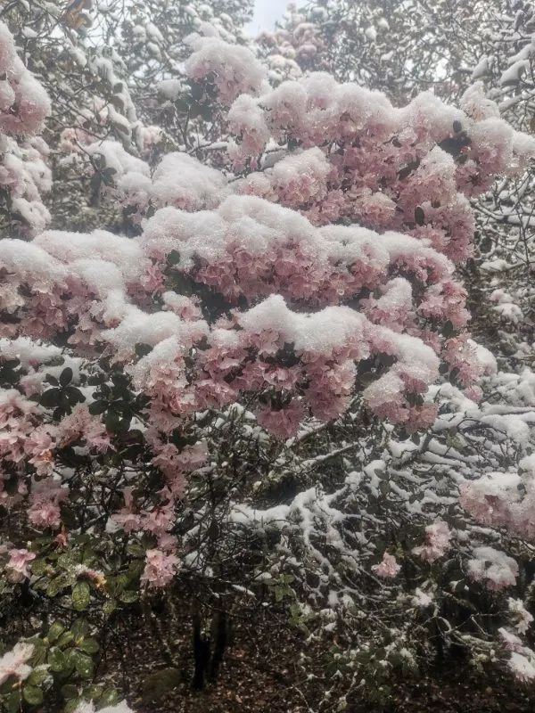 春雪压杜鹃攀枝花这个地方的美景上央视啦