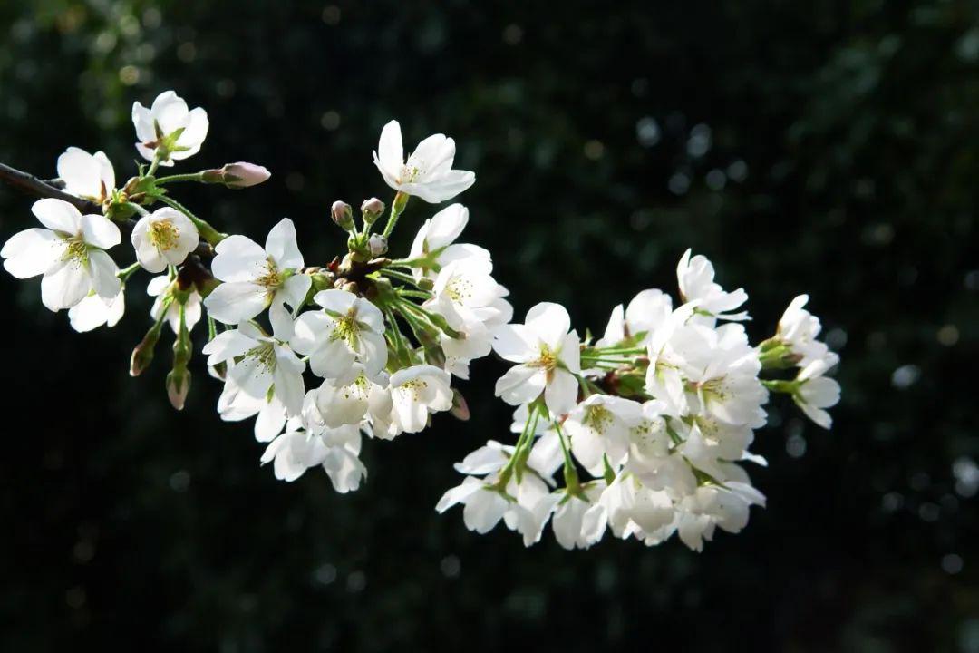 春日花开满心欣欢春季辨花指南