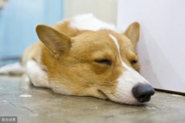 如何给狗狗做体检 3342f240c506404399741600d31566dc.jpeg