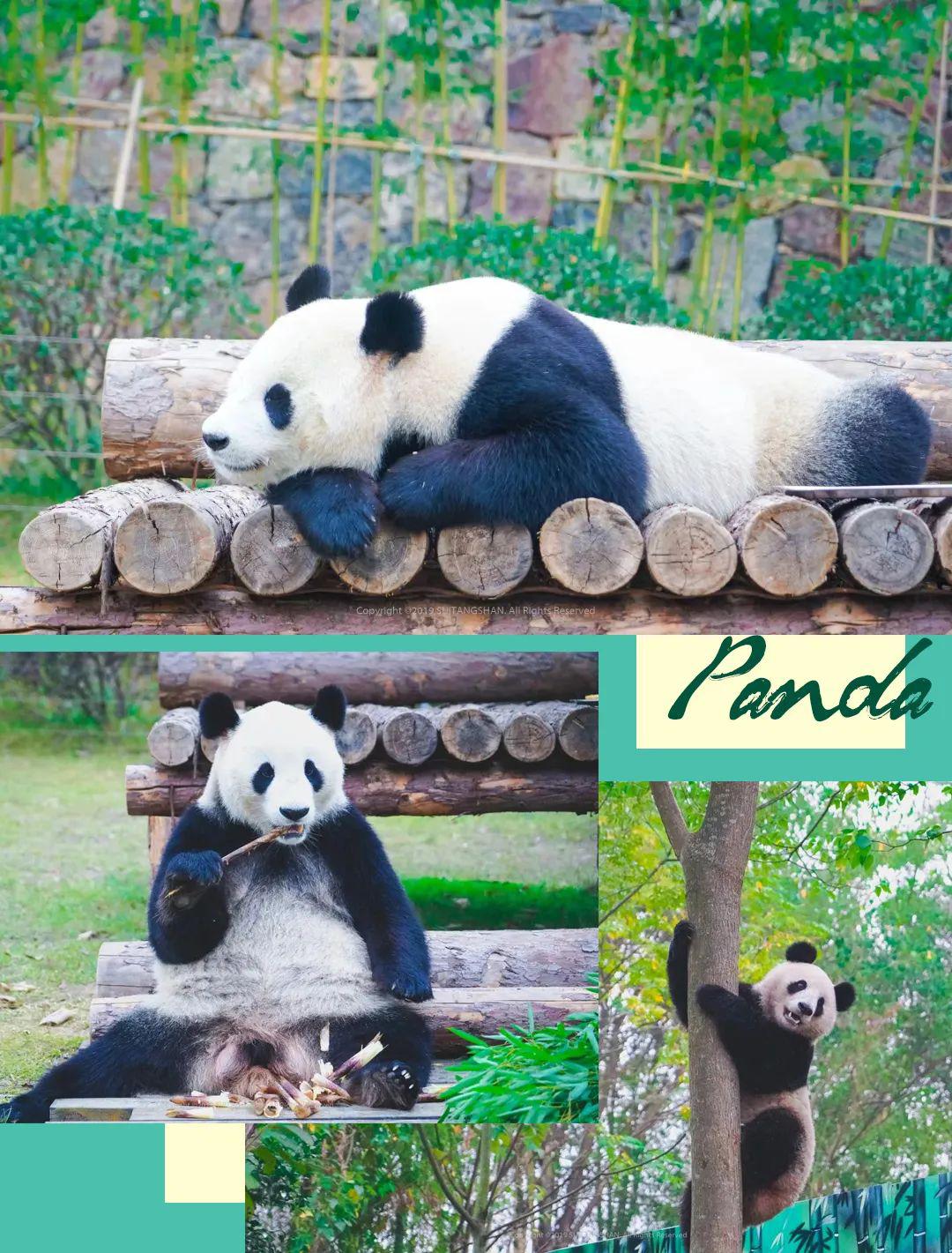 它们来自  中国大熊猫保护研究中心 现在居住在  紫清湖 动物世界熊猫