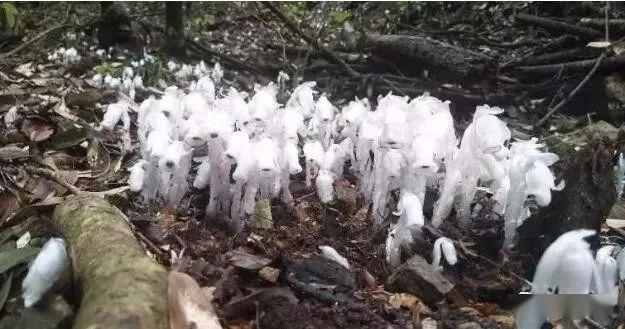 近些年来,很多地方都有发现水晶兰这种植物,吸引很多人前去观赏,由于