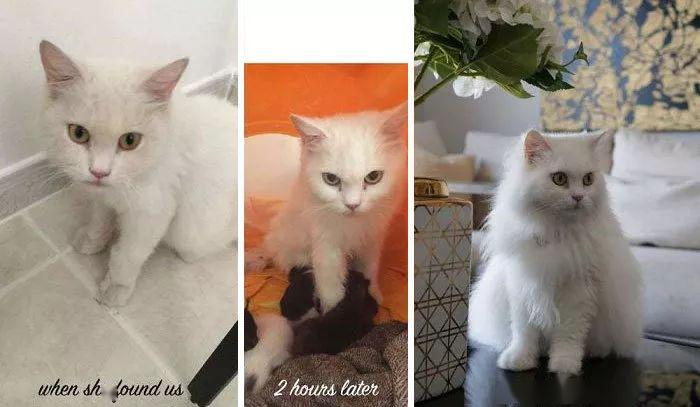 让人暖心的对比:猫咪被领养前后,天翻地覆的变化