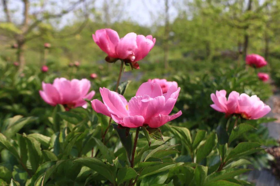 约没?来天王再续芍药的"樱"缘