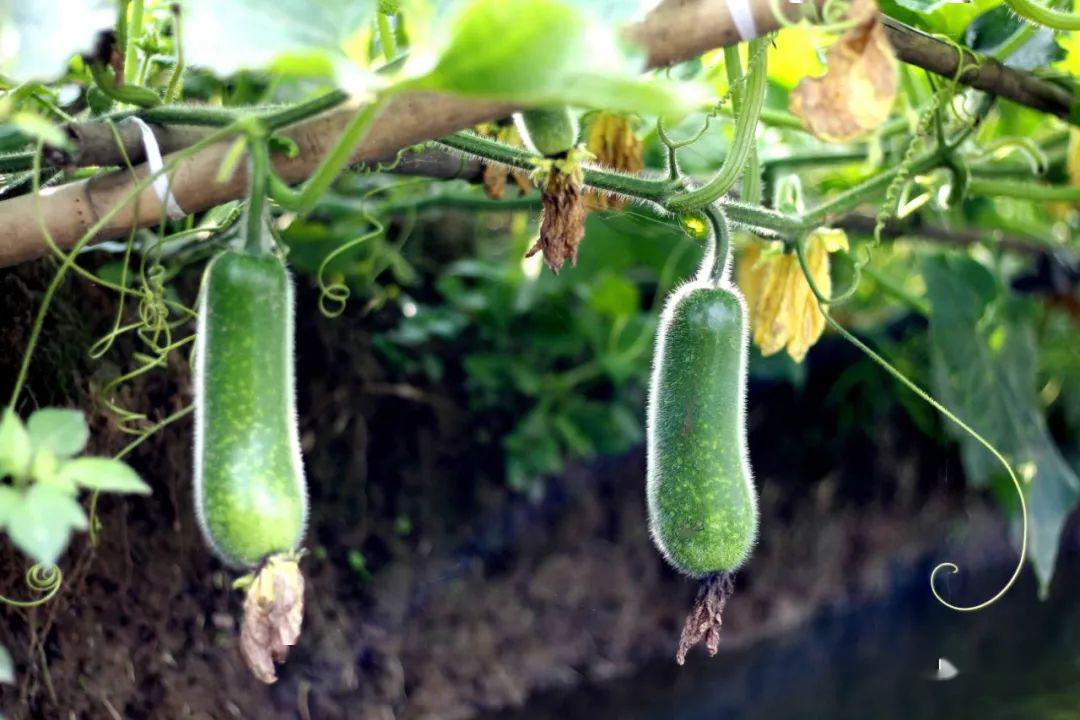 顺德杏坛桑麻黑毛节瓜上市