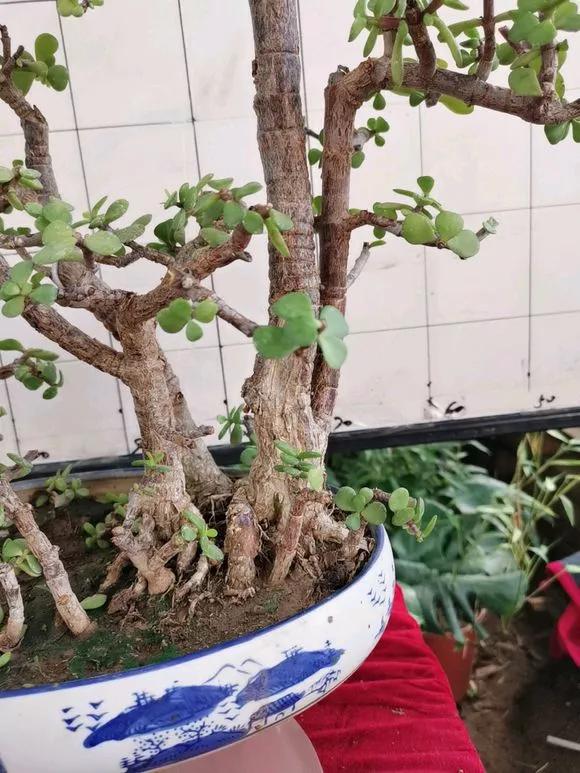 修剪能够让金枝玉叶的植株株型看起来好看,而且还能够让植株的枝条
