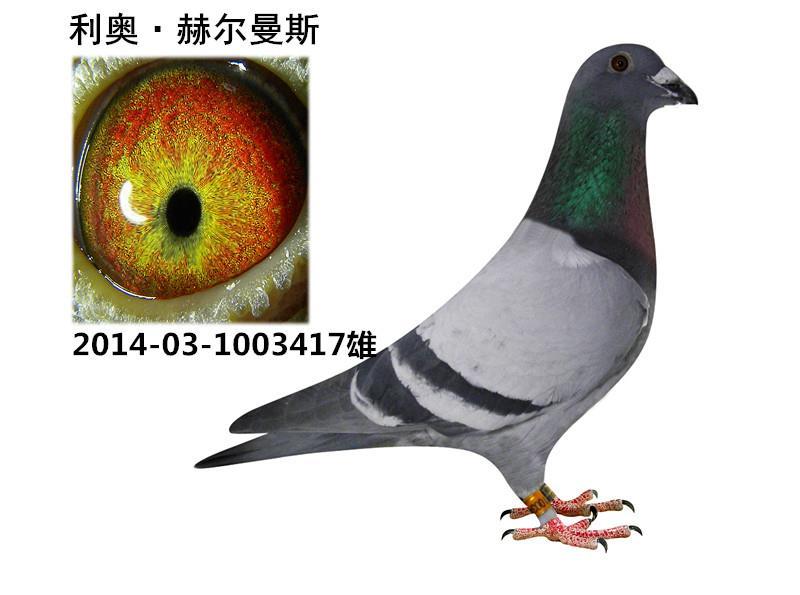 山西强豪孟建军鸽舍7羽优秀种鸽拍卖,包括利奥赫尔曼斯血统,詹森原舍