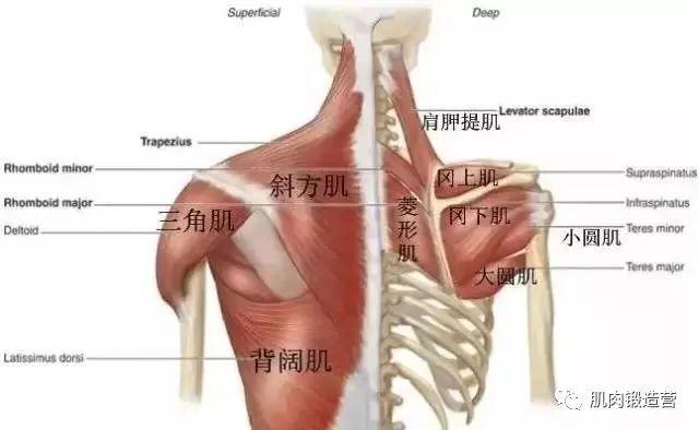 专注锻炼背部肌肉形态矫正不良体态铸造挺拔身姿