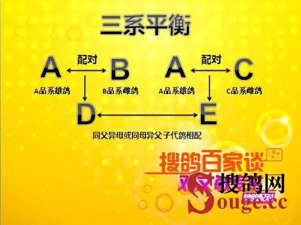 中国鸽王邓文敏谈种鸽配对