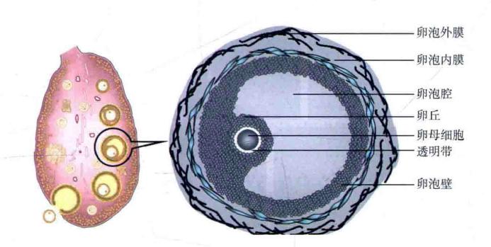 图一 卵泡