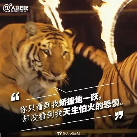 让动物园回归公益属性，多地宣布永久停止动物表演