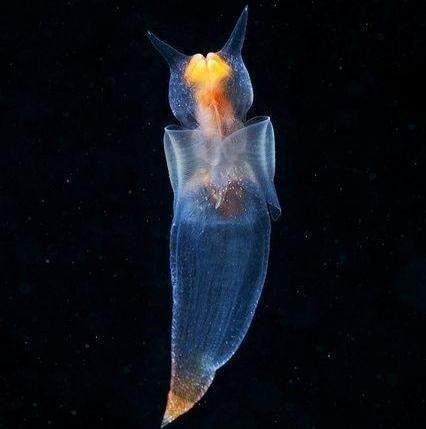 俄潜水员发现"海蝴蝶",浑身透明如同精灵,嘴里可伸出6