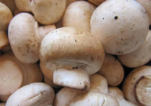 蘑菇为什么有味道