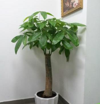 发财树多少天喷一次水 5c44cda4c3254f5ea4b60aeb4dfc115d.jpeg