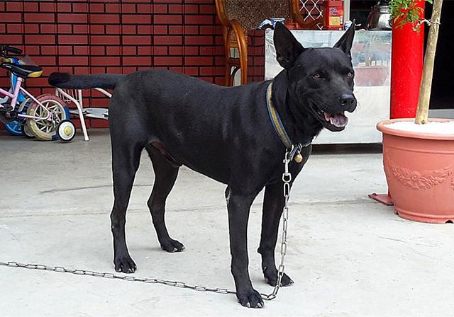 土狗并非只配看门 在历史上 中华田园犬是人们的掌上明珠 狗狗