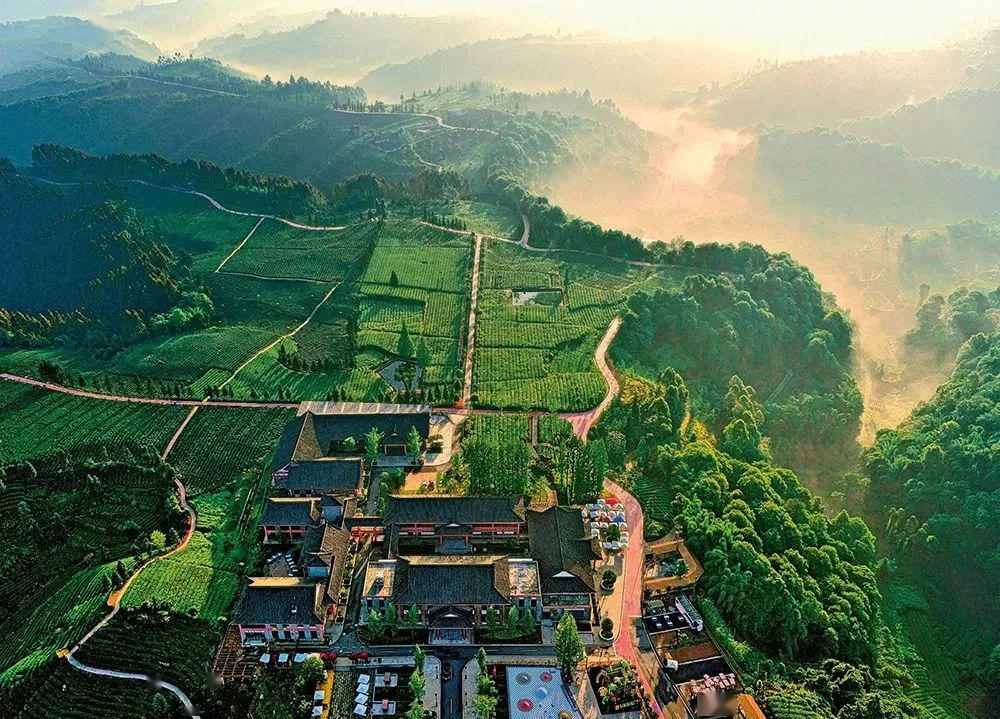 "五一"假期到雅安,茶文化寻根之旅等你游