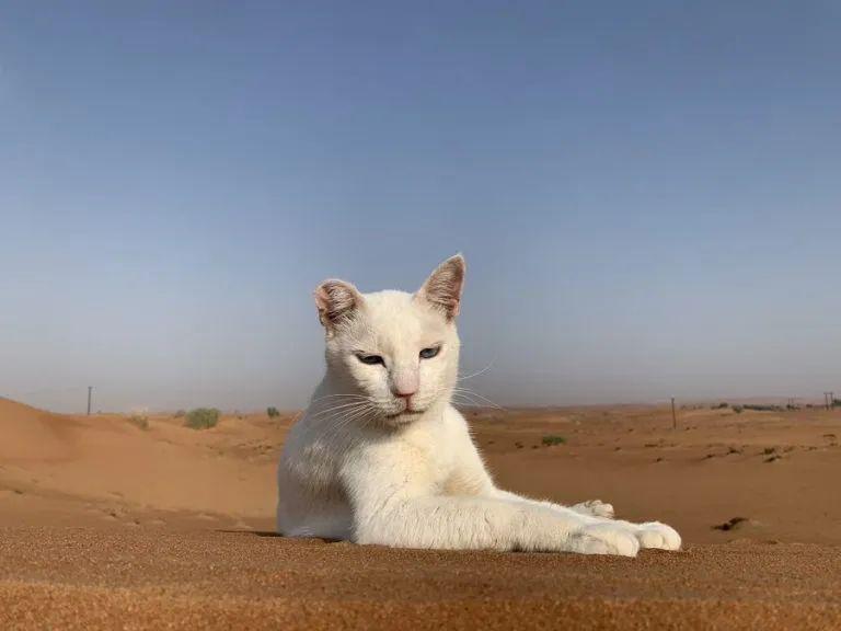 猫咪陪嫁铲屎官移民阿拉伯，从此过上了沙漠之王的生活！