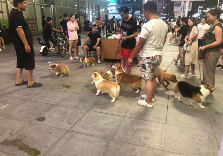 不咬人的狗排名_会咬人的狗不叫图片(2)
