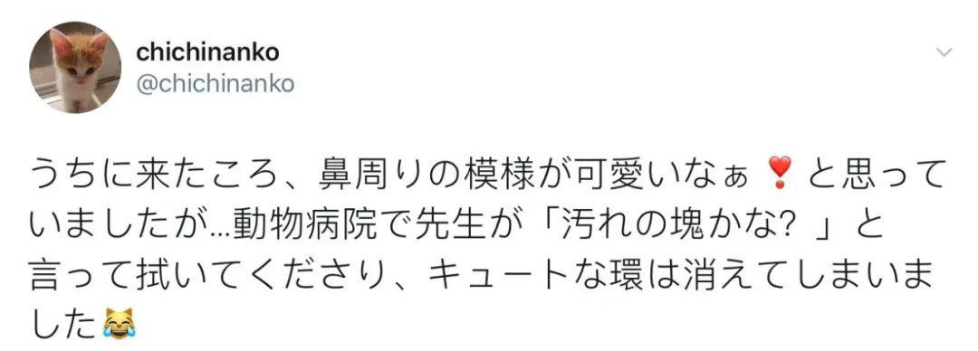 没想到，领养一只流浪猫…竟然这么香！