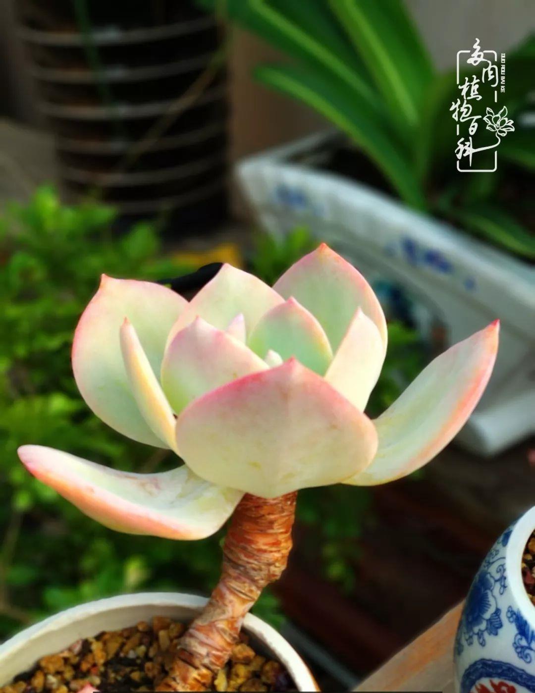 原创多肉到底是你的劫,还是你的缘?