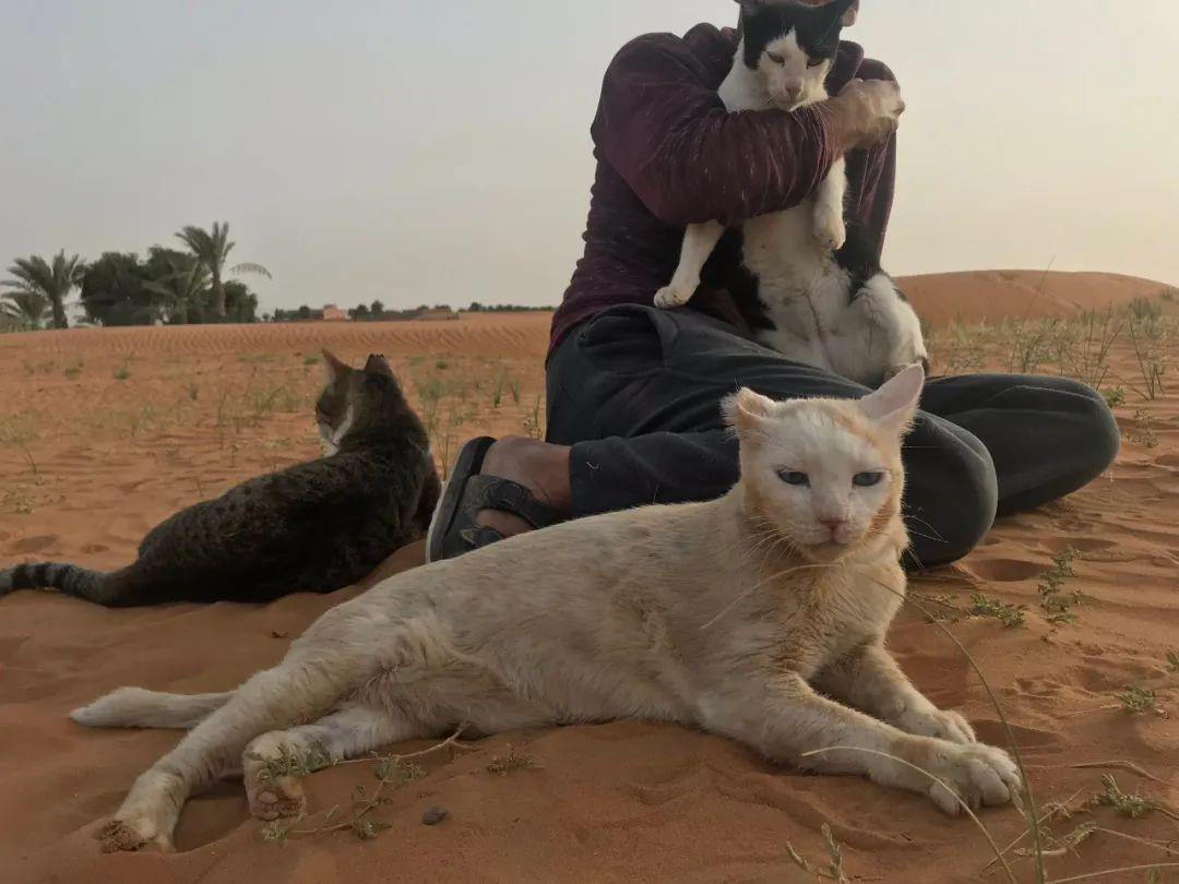 猫咪陪嫁铲屎官移民阿拉伯，从此过上了沙漠之王的生活！