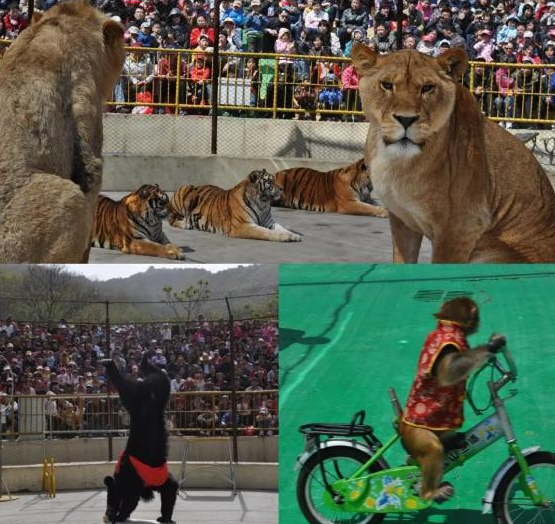 让动物园回归公益属性，多地宣布永久停止动物表演