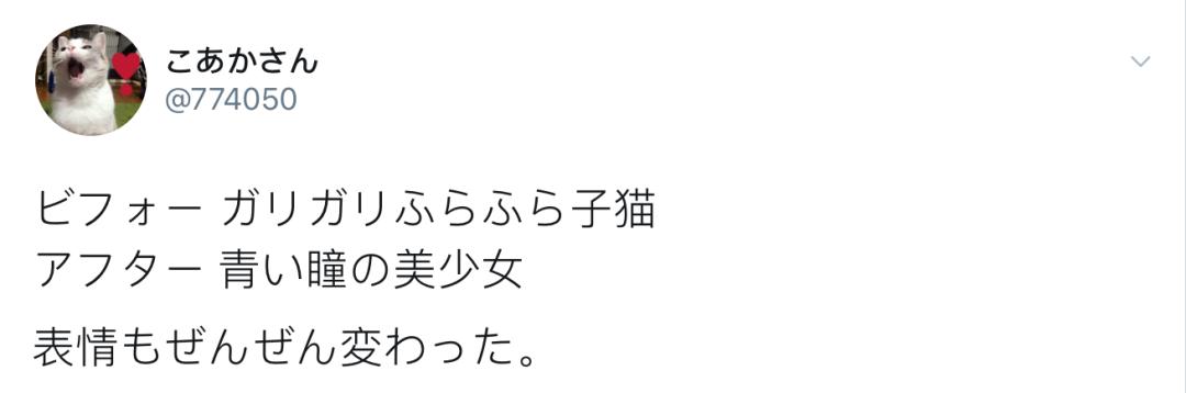 没想到，领养一只流浪猫…竟然这么香！