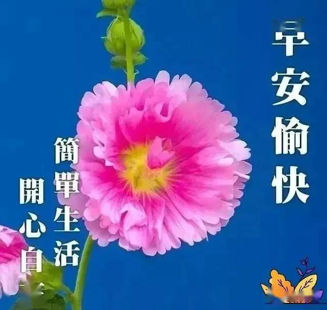 漂亮鲜花早安图片,早上好精美微信祝福语