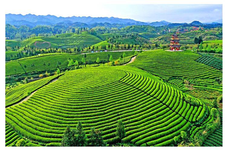 湄潭的中国茶海,湄潭翠芽27度景区,凤冈的茶海之心,余庆的松烟二龙