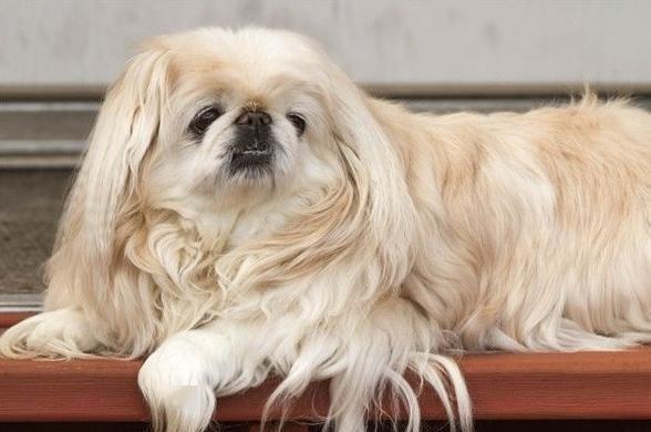 之前很流行的京巴犬,现在为什么没人养了呢?_狗狗