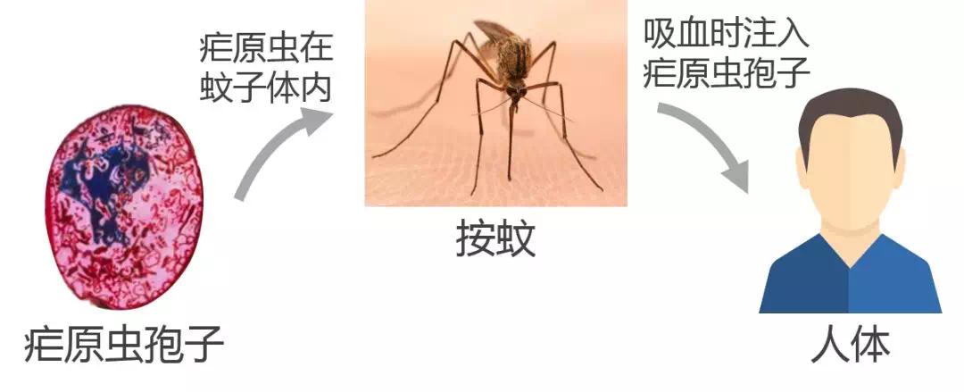 02疟疾俗称"打摆子"发疟子,是以按蚊为传播媒介,由疟原虫引起的一