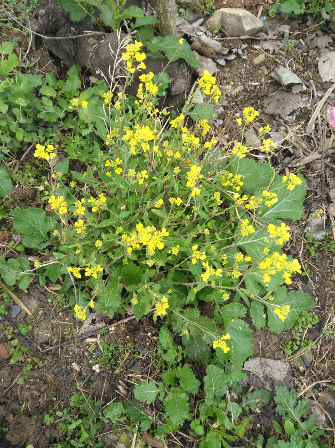 怀念小时候的味道家乡的野辣菜腌制的咸菜