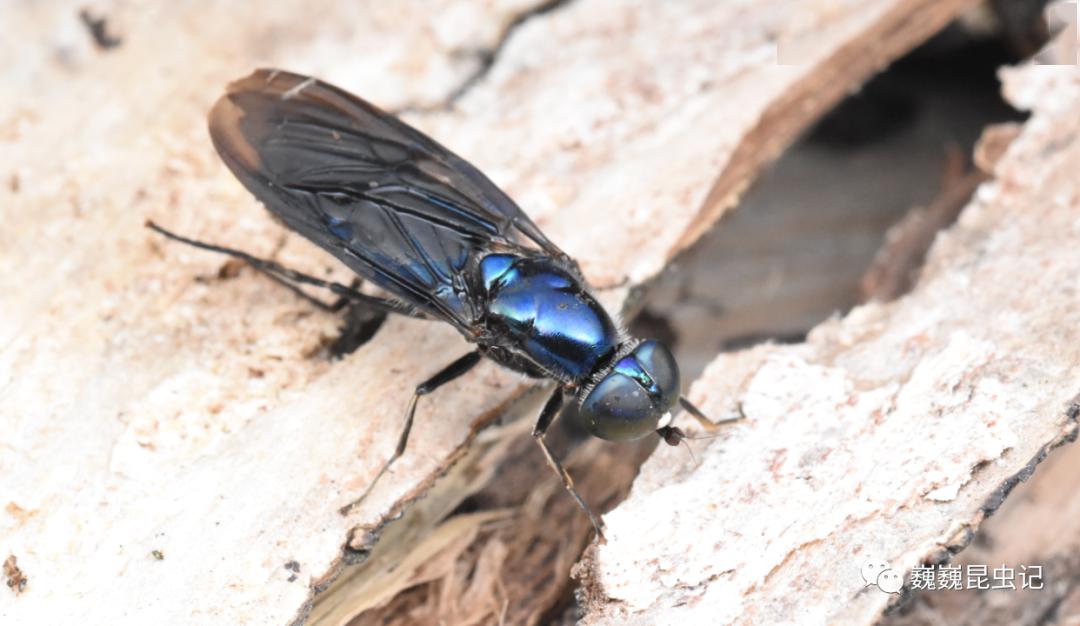 虫谱大观水虻科stratiomyidae