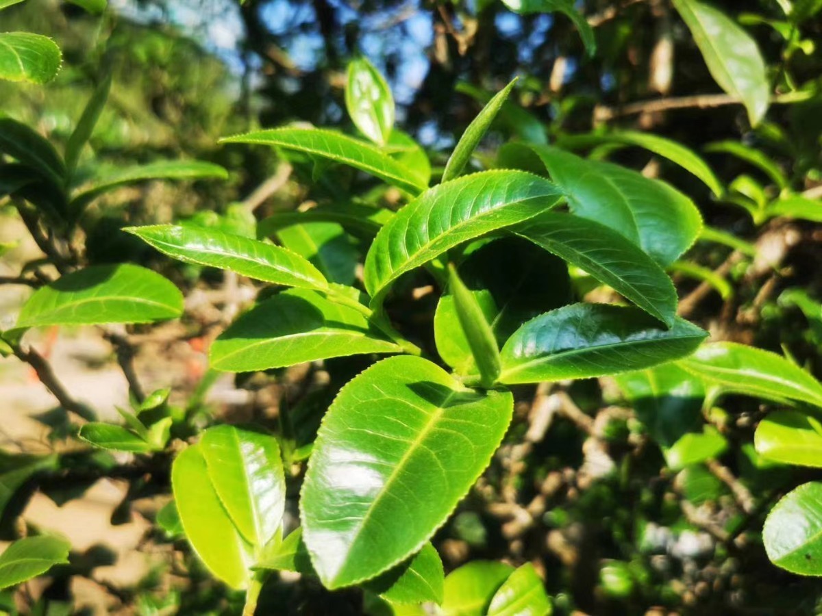 认识一叶茶从最初开始