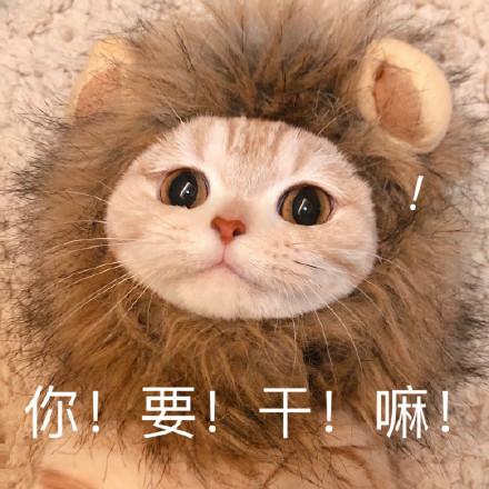 猫咪撒娇表情包合集