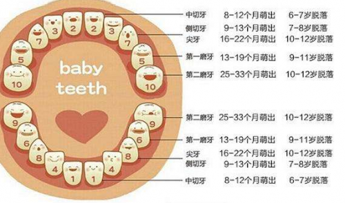 在宝宝6-7岁的时候乳牙会渐渐松动脱落,恒牙和孩子终生为伴,换牙的